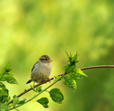 wróbel siedzący na gałązce drzewa, w tle zielona natura 